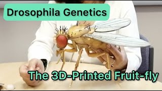 Drosophila Genetics [upl. by Yacano344]