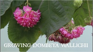 Growing Dombeya Wallichii or Tropical Hydrangeaডমরুপাণি গাছের পরিচর্যা In love with soil [upl. by Adnicaj]