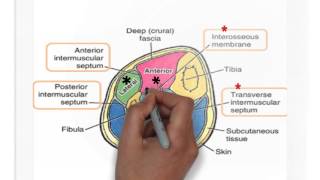 comparments of leg [upl. by Enicul488]