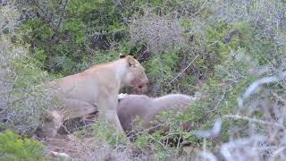 Lions eat Waterbuck ALIVE [upl. by Danziger3]