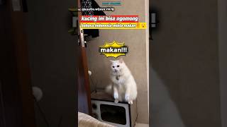 kucing ini bisa ngomong bahasa Indonesia minta makan‼️😧 shortvideo trending [upl. by Lenahs]