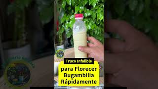 Truco Infalible para Hacer Florecer tu Bugambilia Rápidamente [upl. by Kasevich]