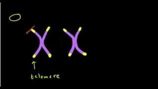 Telomeres and single copy DNA vs repetitive DNA [upl. by Etnovert]