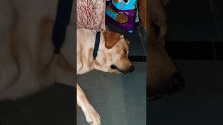 Sleeping time 😴 puppy dog doglover pets cutepuppy shorts ytshorts subscribe likeviwes fun [upl. by Eanore]