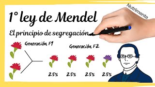 PRIMERA LEY de MENDEL El principio de segregación [upl. by Aneeled]