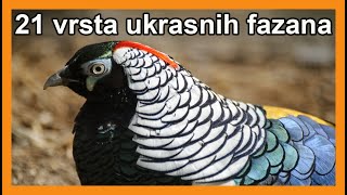 Popularni ukrasni fazani  predstavljanje 21 vrste [upl. by Arretak]