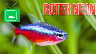 ROTER NEON  Paracheirodon axelrodi  Haltung Pflege und Zucht  PORTRAIT  GarnelenTv [upl. by Nannarb717]