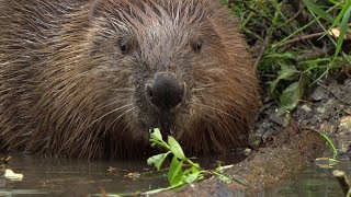 Beavers in Munich Beaver Babies in Lodge [upl. by Dnomsad308]