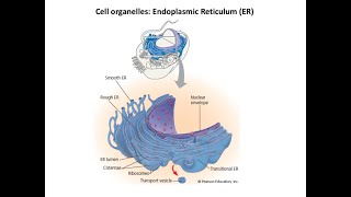 Lecture 1 Endoplasmic reticulum [upl. by Atiuqcaj]