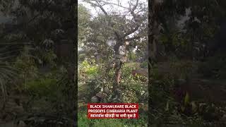 BLACK SHAMIRARE BLACK PROSOPIS CINERARIA PLANT REVIEW खेजड़ी या शमी वृक्ष है shorts [upl. by Cleti]