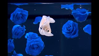 Blue Rose amp Gold Fish [upl. by Ojytteb751]