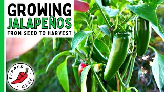 How To Grow Jalapeño Peppers For Beginners From Seed To Harvest  Pepper Geek [upl. by Bakemeier]