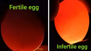 How to 12 days candling amp Identify Infertile Fertile egg12 days embryonic development chicken egg [upl. by Lekar]