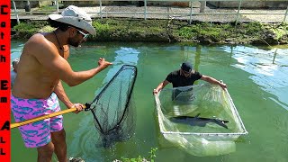 CATCHING Pet SHARKS Out of FRESHWATER POND [upl. by Nnylekoorb]