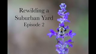 Rewilding a Suburban Yard  Episode 2 [upl. by Notsud651]