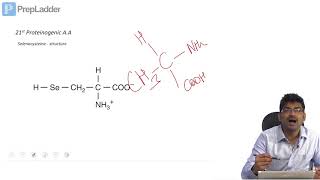 Selenocysteine  Part I [upl. by Enimzaj]