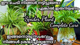 ഈ ചെടിയുടെ ഗുണവും ദോഷവും അറിയാതെ പോവല്ലേSpider Plant Care in Malayalam Ribbon Plant indoorplants [upl. by Kinney]