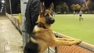 This German Shepherd Dog Is FUNNIER Than You Can Imagine 😂NEW Funny Dog Videos 2024 [upl. by Eneryt800]