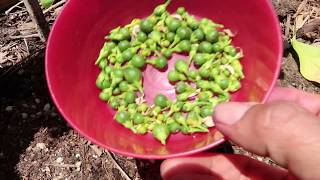 Removing ALL the fruit from my Satsuma Mandarin Citrus tree  Why Thin your fruit trees is Important [upl. by Terrilyn]