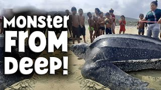 Leatherback Turtle  Shocking Size amp Secret Weapon  The MONSTER of the Deep [upl. by Iteerp]