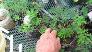 Mimosa strigillosa Propagation Method [upl. by Innattirb]