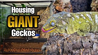 How to Setup a Giant Gecko Vivarium Rhacodactylus leachianus [upl. by Giltzow]