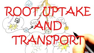 THE UPTAKE AND TRANSPORT OF WATER AND MINERAL IONS BY ROOT SYSTEM [upl. by Noffihc652]