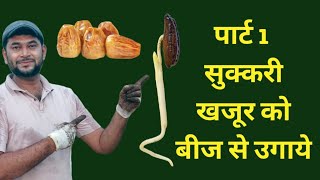 सुक्करी खजूर को बीज से उगाये  Propogate Sukkari Dates from seed gardenwallah sukkari datepalm [upl. by Obara887]