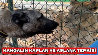 KANGALLAR 300 KİLOLUK DEV KAPLAN’A KARŞI [upl. by Nowad]