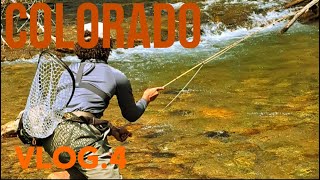 Small stream fly fishing for wild trout [upl. by Budding]