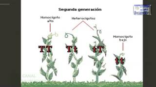 GENETICA DE MENDEL O MENDELIANA REPRESENTACION ANIMADA [upl. by Ameerahs]