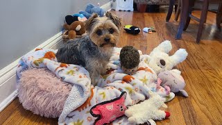 Rylies Afternoon Fun with an unexpected Surprise yorkies funnyvideo viralvideo Rylie [upl. by Anilejna]