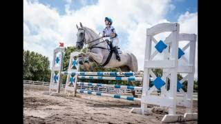 The Jumping Percheron HPNJ HTs 2  Novice Stadium [upl. by Damick]