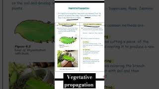 Vegetative propagation  Reproduction  class 10 th science biology mp board 202425 shorts 1 Min [upl. by Nnorahs]