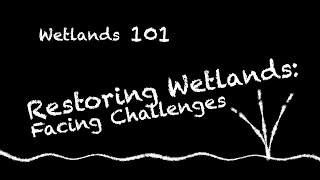 Wetlands 101  Restoring Wetlands Part 1 Facing Challenges [upl. by Cathlene860]