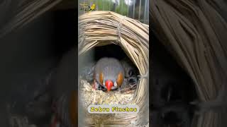 Zebra finch [upl. by Areis]