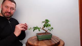 Carmona Bonsai Fukien Tea defoliation and quick trim [upl. by Norreht]