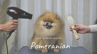 POMERANIAN GROOMING MASTERCLASS by Pomeranian Beauty [upl. by Eetnahs]