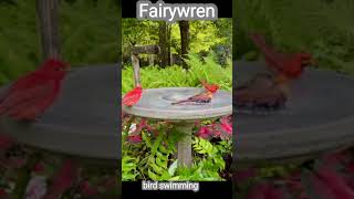 Fairy Wren Birds swimming in Forrest birds birdsounds birdwatching [upl. by Lachus231]