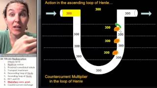 Reabsorption 7 Medullary concentration gradient [upl. by Cristin]