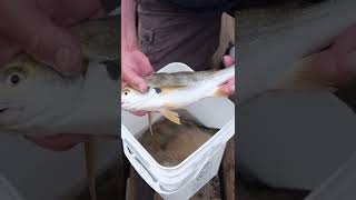 Spotfin Croaker Fish Makes Noise  Pier Fishing in California [upl. by Namref180]