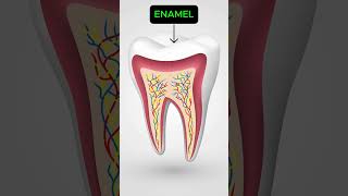 Parts and Layers of Tooth  Dr Harini [upl. by Vern]