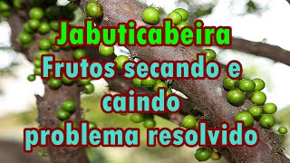 🌱🌱Jabuticabeira Frutas secando e caindo resolvido [upl. by Eirual]