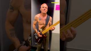 RHCP preshow preparations part 1 redhotchilipeppers rhcp shorts [upl. by Brodsky258]