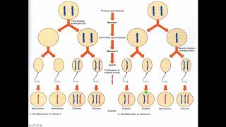 Cytogenetics II Abnormal Chromosome Number [upl. by Cynthie]