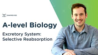 Excretory System Selective Reabsorption  Alevel Biology  OCR AQA Edexcel [upl. by Acisej]