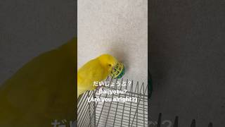 おしゃべりセキセイインコ、とりちゃん Talking Budgie Torichan セキセイインコおしゃべり おしゃべりインコ budgie talkingbudgie shorts [upl. by Lladnarc]