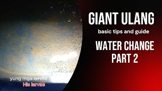 GIANT ULANG  larvae water change PART 2 [upl. by Wier]