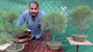 Repoting Casuarina Bonsai  Bonsai Care Tips [upl. by Huberto472]