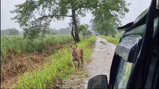 Wildlife  Mobile short  videos Assam Kaziranga  Tiger  likeshare subscribe [upl. by Adaj]